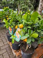 Sinaasappel / kumquat / limoen boompje €35, Ophalen, Minder dan 100 cm, Zomer