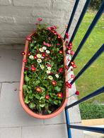 Beautiful plant with pot, Huis en Inrichting, Kamerplanten, Ophalen, Overige soorten, Minder dan 100 cm
