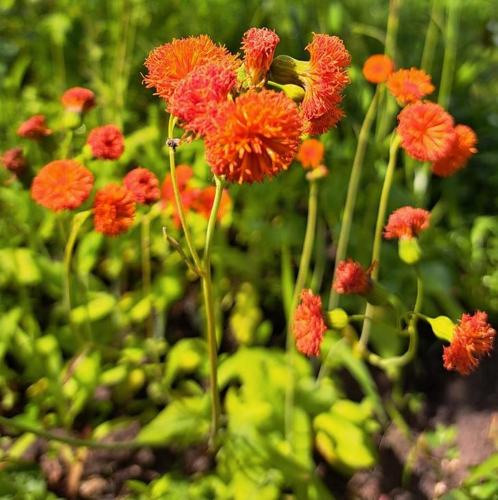 Zaden Emilia javanica, Tuin en Terras, Bloembollen en Zaden, Volle zon, Verzenden