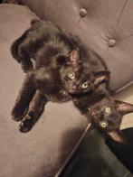 Kittens Blauwe Reus 2x, Kater, Ontwormd, 0 tot 2 jaar
