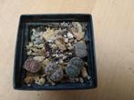 Levende steentjes 010 - Lithops €0.50 per stuk, Huis en Inrichting, Kamerplanten, Vetplant, Ophalen of Verzenden, Minder dan 100 cm