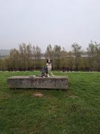 Reu 8 maanden, Dieren en Toebehoren, Honden | Herdershonden en Veedrijvers, 15 weken tot 1 jaar, Eén hond, Nederland, Particulier