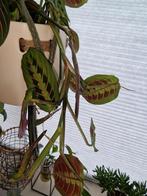 Gebedsplant Maranta tricolor stek, Huis en Inrichting, Kamerplanten, Overige soorten, Minder dan 100 cm, Ophalen of Verzenden