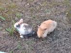 Jonge konijnen. Dwerg, Dieren en Toebehoren, Konijnen, Meerdere dieren, Dwerg