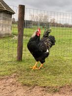 Hanen, Barnevelder zilver dubbelgezoomd, Dieren en Toebehoren, Pluimvee, Mannelijk, Kip