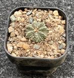 Cactus, Aztekium, Ophalen of Verzenden, Cactus, Volle zon, Minder dan 100 cm