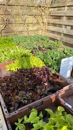Groenteplantjes,tomaten, paprika’s, komkommer, pepers, enz, Tuin en Terras, Ophalen, Volle zon, Groenteplanten, Eenjarig
