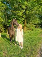 Goude stal voor baron liefste knuffelpony weide maatje, Merrie