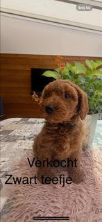Australian labradoodle pups ( uit geteste ouders), Rabiës (hondsdolheid), Overige rassen, 8 tot 15 weken, Meerdere