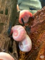 Posthoornslakken, Slak of Weekdier, Zoetwatervis, Schoolvis