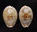 Schelpen: Cypraea pallida 23,6 & 23,5mm India   Per stuk, Ophalen of Verzenden, Schelp(en)