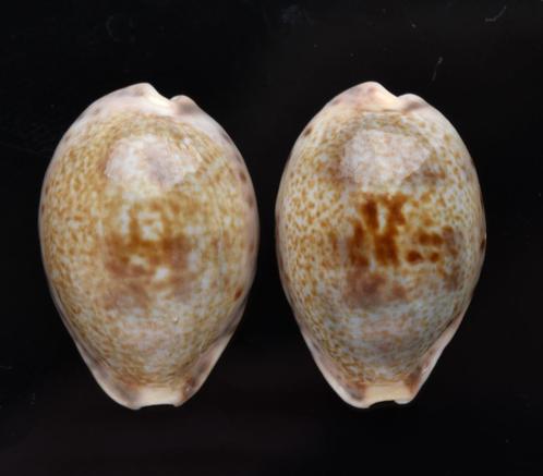 Schelpen: Cypraea pallida 23,6 & 23,5mm India   Per stuk, Verzamelen, Mineralen en Fossielen, Schelp(en), Ophalen of Verzenden