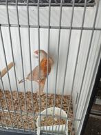 2 koppels oranjeborst zebravinken, Dieren en Toebehoren, Meerdere dieren, Tropenvogel