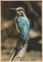 Ijsvogel, Foto Fred Hazelhoff 1972, Verzenden, 1960 tot 1980, Gelopen, Vogel