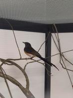 1-1 Shama lijsters, Meerdere dieren, Tropenvogel, Geringd