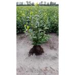 laurier prunus lauroceracus 'Novita' 60-80 haagplant kluit, Ophalen, Laurier, Minder dan 100 cm