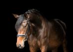 Super gave pre/andalusier merrie, Dieren en Toebehoren, Paarden, Merrie, B, 3 tot 6 jaar, 165 tot 170 cm