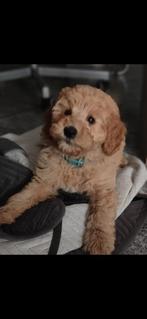 Medium Labradoodle pup, Dieren en Toebehoren, Honden | Chihuahua's en Gezelschapshonden, CDV (hondenziekte), 8 tot 15 weken, Eén hond