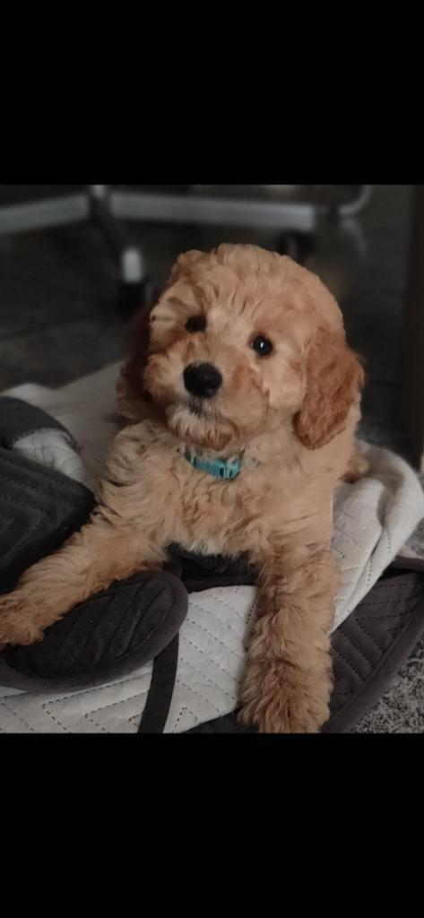 Medium Labradoodle pup, Dieren en Toebehoren, Honden | Chihuahua's en Gezelschapshonden, Reu, Overige rassen, Particulier, Eén hond