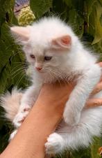 Raszuivere Ragdoll kitten met stamboom & kampioenenlijn, Kater, Gechipt, 0 tot 2 jaar