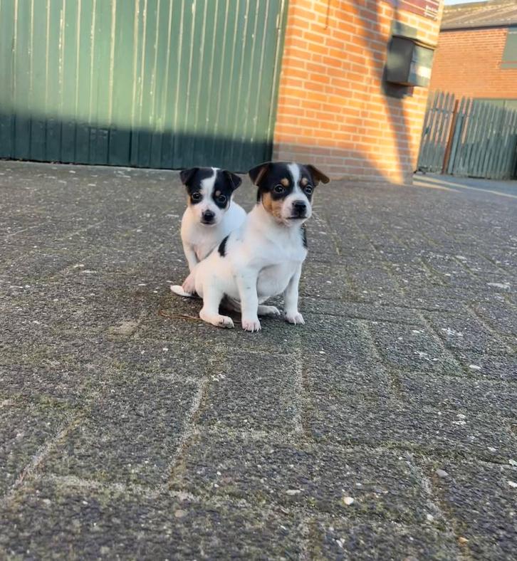 Boerenfox pups, Dieren en Toebehoren, Honden | Niet-rashonden, Klein, Meerdere dieren, Particulier, Meerdere, Nederland, 8 tot 15 weken