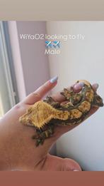 Mannelijke Wimpergekko 1.0, Hagedis, Tam, 0 tot 2 jaar