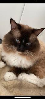 Ragdoll DNA GETEST(dekkater)NIET TE KOOP