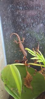 Rouw gekko’s, Dieren en Toebehoren, Reptielen en Amfibieën, Overige soorten, Tam, 0 tot 2 jaar