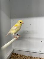 Mozaïek waterslager man 2025, Dieren en Toebehoren, Vogels | Kanaries, Mannelijk, Kleurkanarie