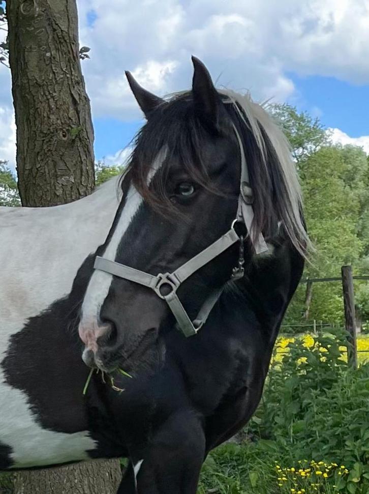 Leasers gezocht, Dieren en Toebehoren, Stalling en Weidegang, Toebehoren, 2 of 3 paarden of pony's