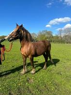 Spaans Koudbloed Fokmerrie, Dieren en Toebehoren, Paarden en Pony's | Dekhengsten en Fokmerries, Merrie