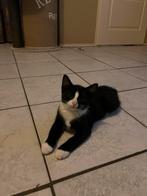 Nog 2 kittens beschikbaar 🐾, Kater