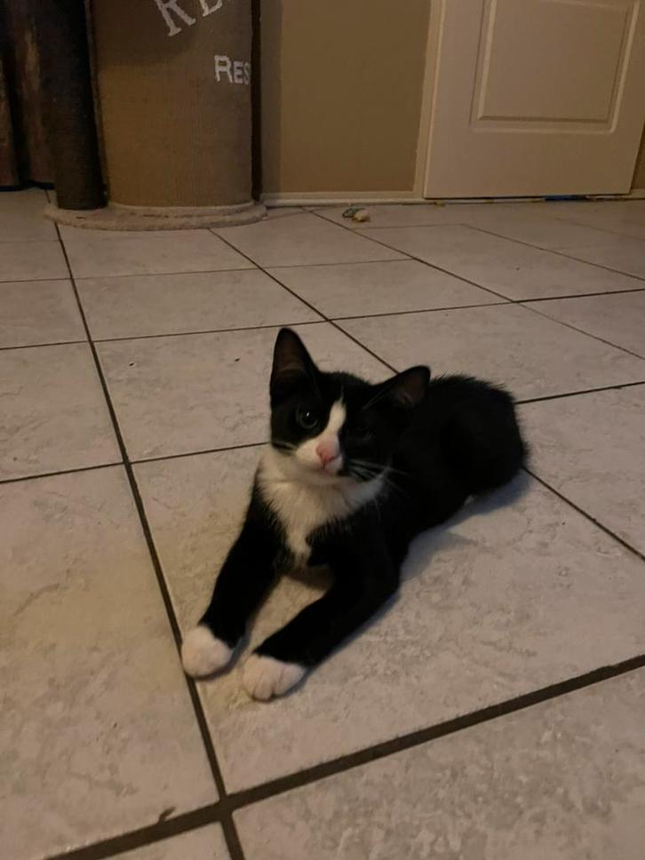 Nog 2 kittens beschikbaar 🐾, Dieren en Toebehoren, Katten en Kittens | Overige Katten, Kater