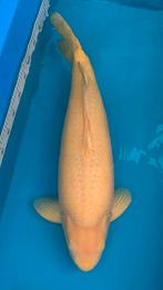 Karashigoi 65+ cm, Karper of Koi