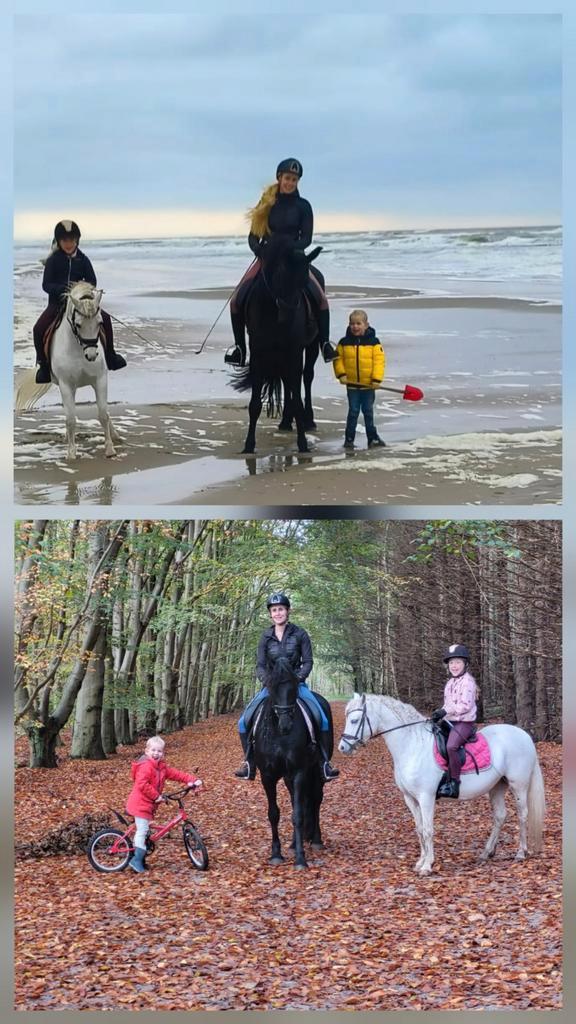 Super! Friese stermerrie/ 1jarige New Forest D pony merrie, Dieren en Toebehoren, Paarden, Merrie, 160 tot 165 cm, Dressuurpaard