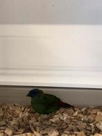 Driekleurpapegaaiamadine, Meerdere dieren