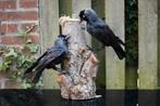 Opgezette kauwen Taxidermie, Ophalen of Verzenden, Nieuw, Vogel, Opgezet dier