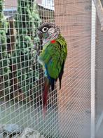 Pyrrhura / Parelparkiet, Dieren en Toebehoren, Geslacht onbekend, Parkiet, Geringd