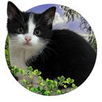 Kittens, Dieren en Toebehoren, Meerdere dieren