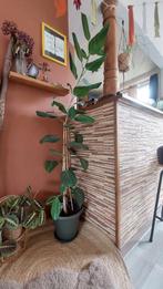 Ficus plant (Indische rubberboom), Vaste plant, Bloeit niet, Halfschaduw, Ophalen