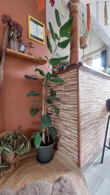 Ficus plant (Indische rubberboom) beschikbaar voor biedingen