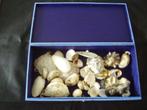 schelp fossiel kalk mineraal verzamelen oertijd decoratie, Verzamelen, Mineralen en Fossielen, Ophalen of Verzenden, Fossiel