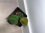 Philodendron Lupinum, Overige soorten, Minder dan 100 cm, Halfschaduw, Groene kamerplant