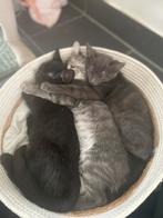 2 katertjes, Dieren en Toebehoren, Katten en Kittens | Overige Katten, Kater