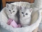 Britse korthaar kittens, Meerdere dieren, Ontwormd, 0 tot 2 jaar