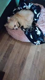 Twee schattig honden, 6 jaar of ouder, Meerdere, Meerdere dieren, Chihuahua