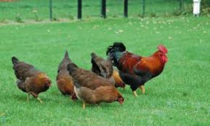 Welsumer kippen., Dieren en Toebehoren, Pluimvee, Kip, Vrouwelijk