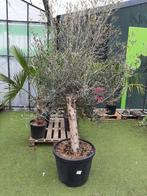 Olijfboom xxl, Bloeit niet, 100 tot 250 cm, Olijfboom, Ophalen