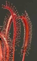 Bladstek Drosera capensis 'All red', Huis en Inrichting, Kamerplanten, Ophalen of Verzenden, Overige soorten, Minder dan 100 cm