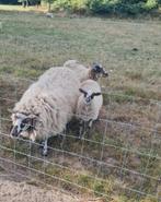 Schoonebeker ooi en ooilam 2025, Vrouwelijk, Schaap